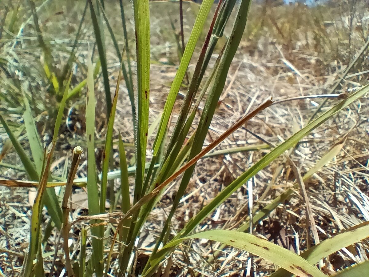 Microlaena stipoides - (Labill.) R.Br. (Weeping rice grass) — photo