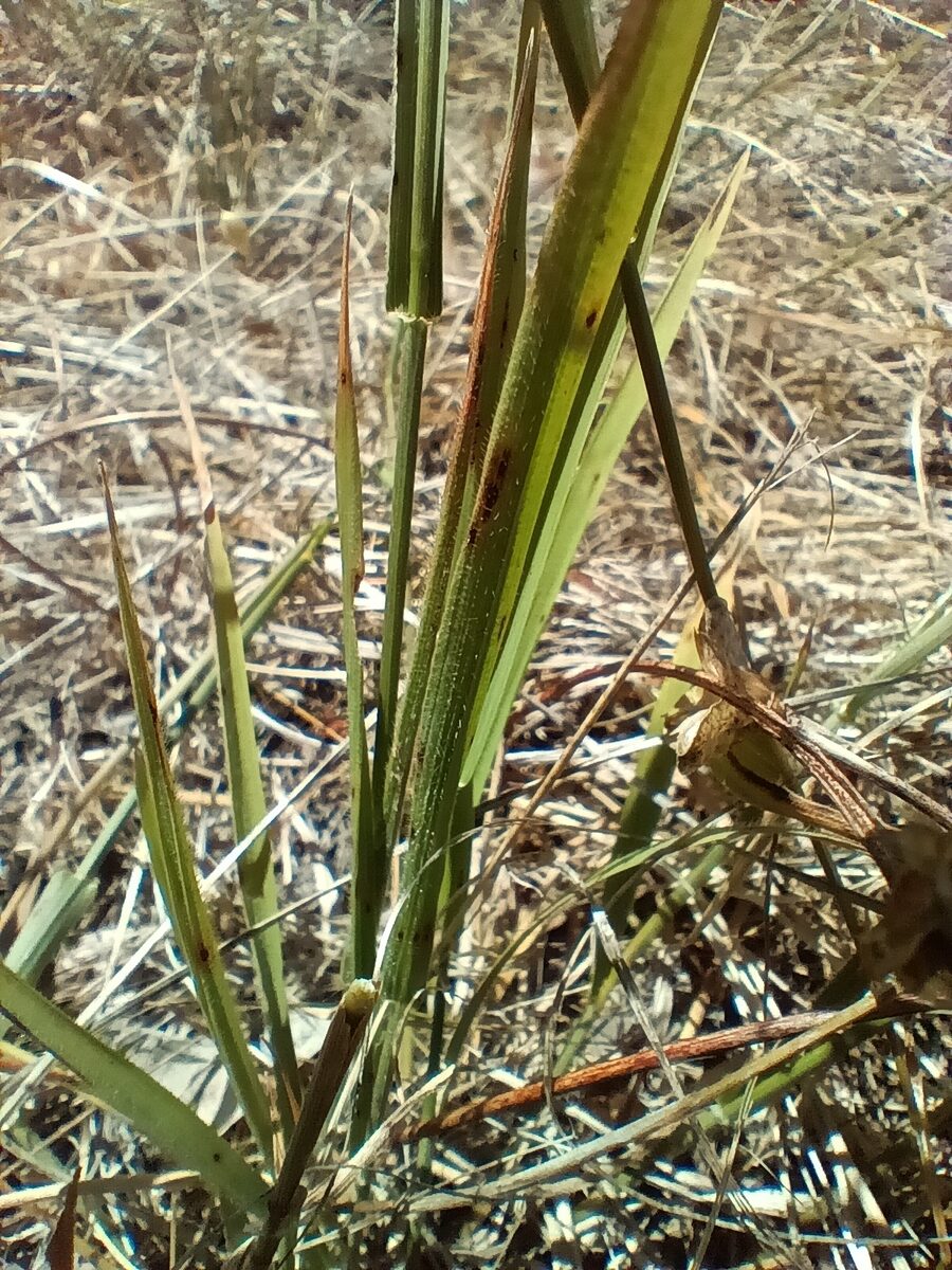 Microlaena stipoides - (Labill.) R.Br. (Weeping rice grass) — photo