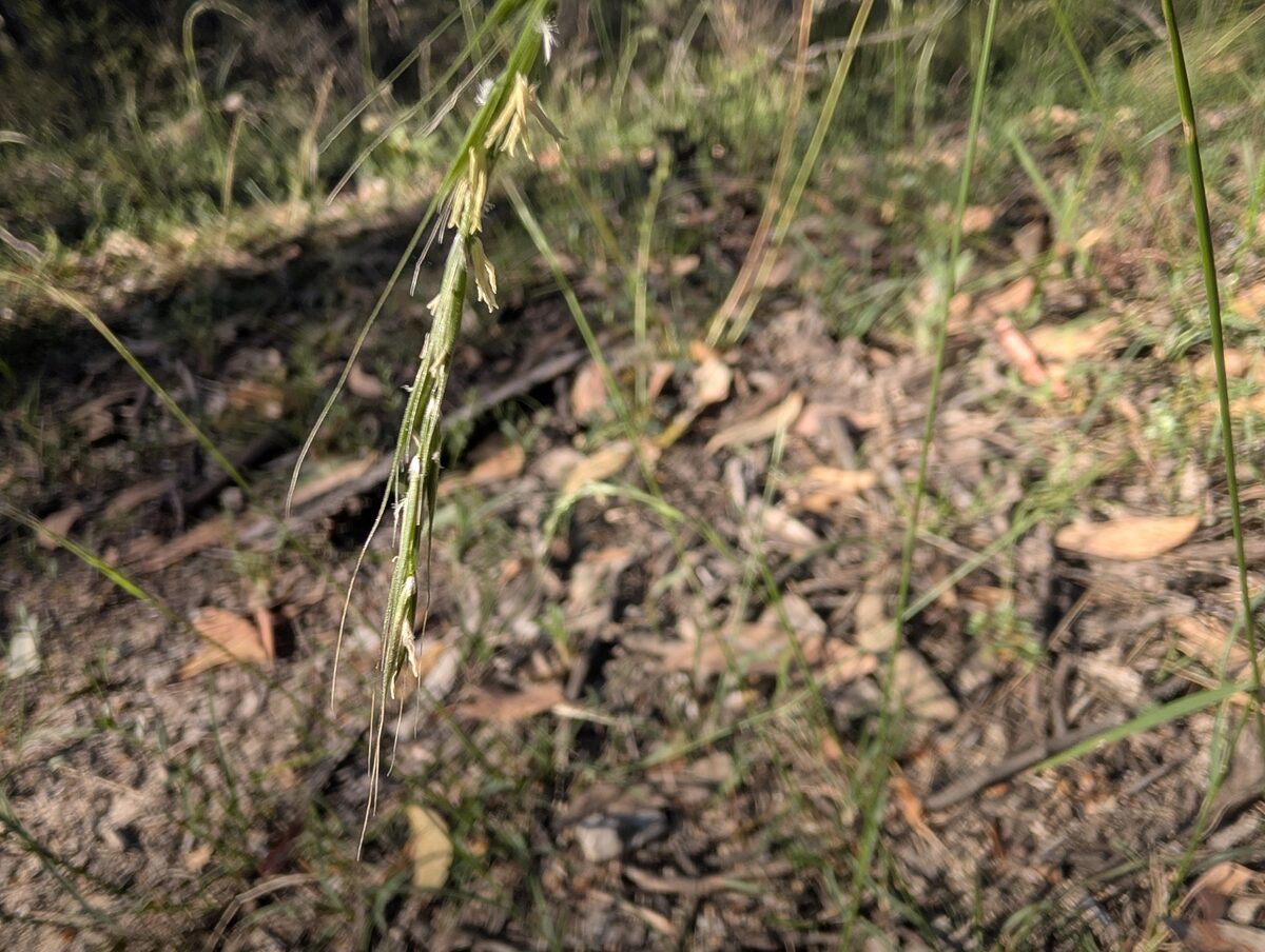 Microlaena stipoides - (Labill.) R.Br.