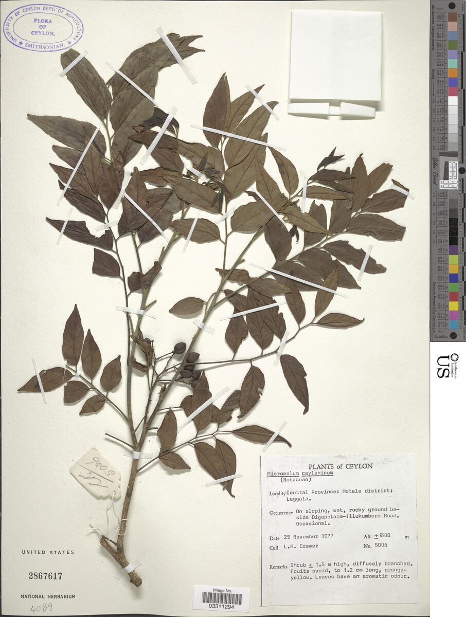 Micromelum ceylanicum (Cemamar) — photo