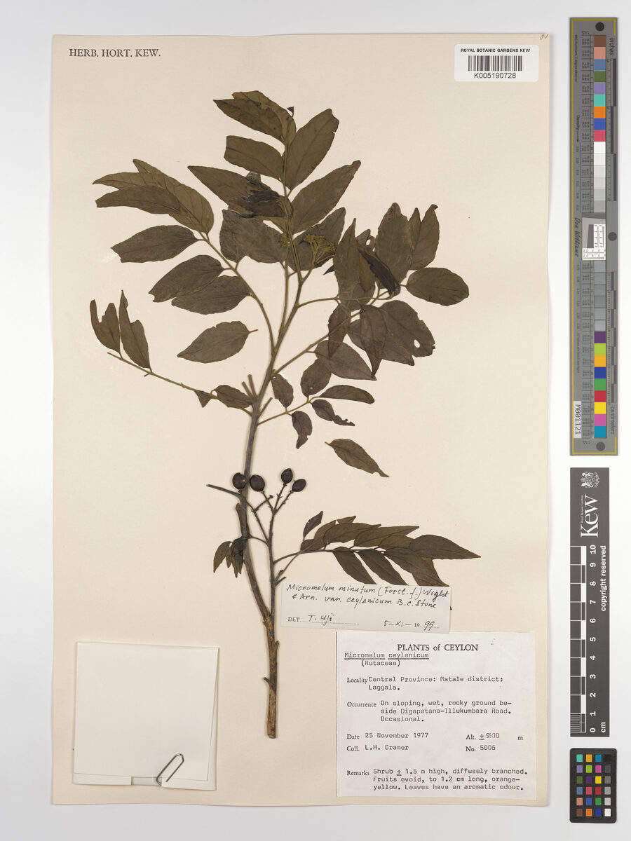 Micromelum ceylanicum (Cemamar) — photo