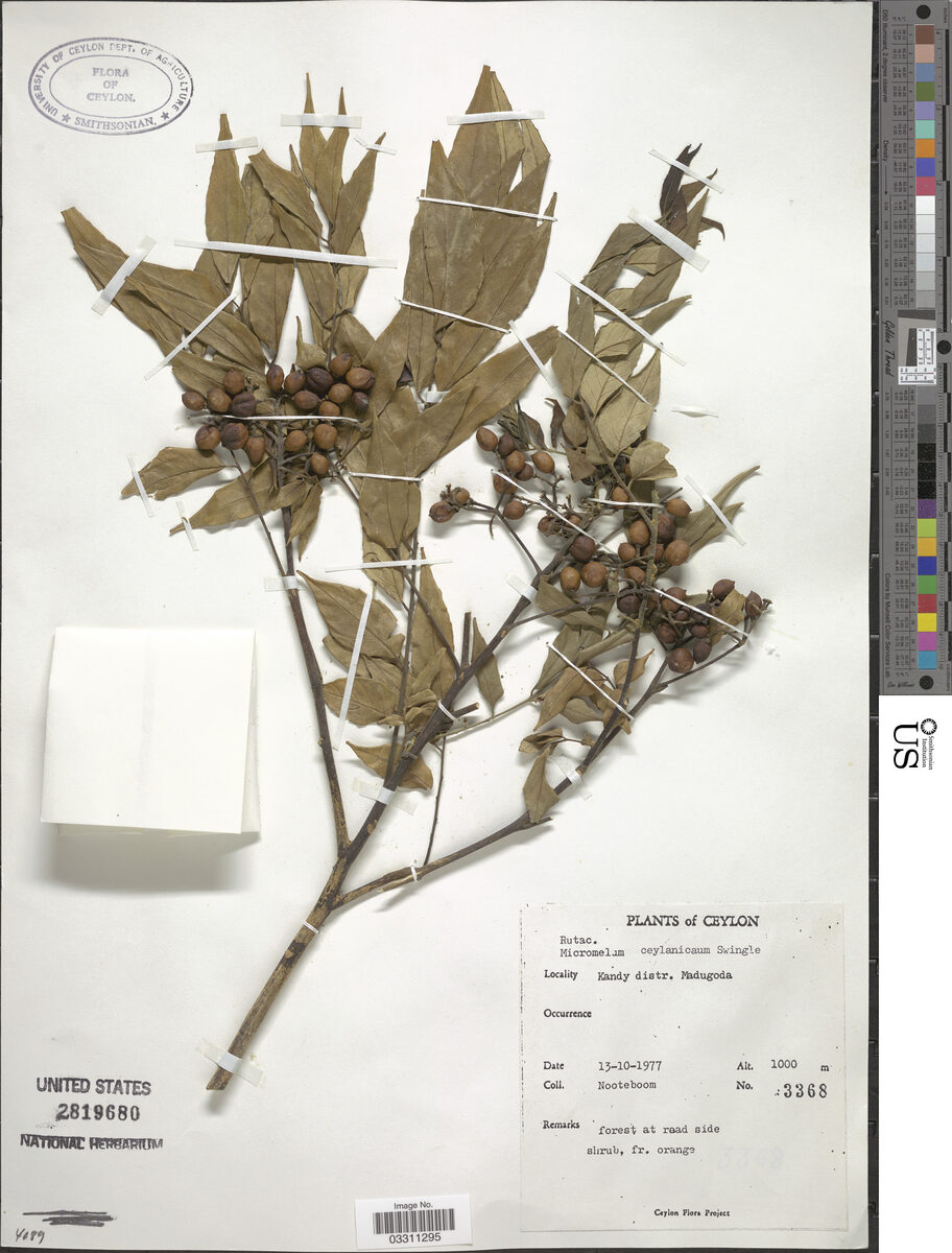 Micromelum ceylanicum
