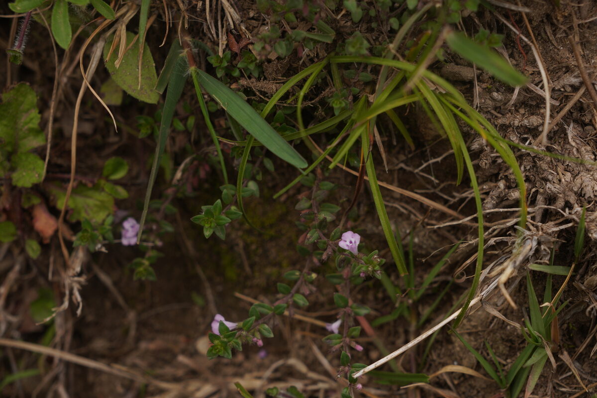 Micromeria biflora - (Buch. (Lemon Scented Thyme) — photo