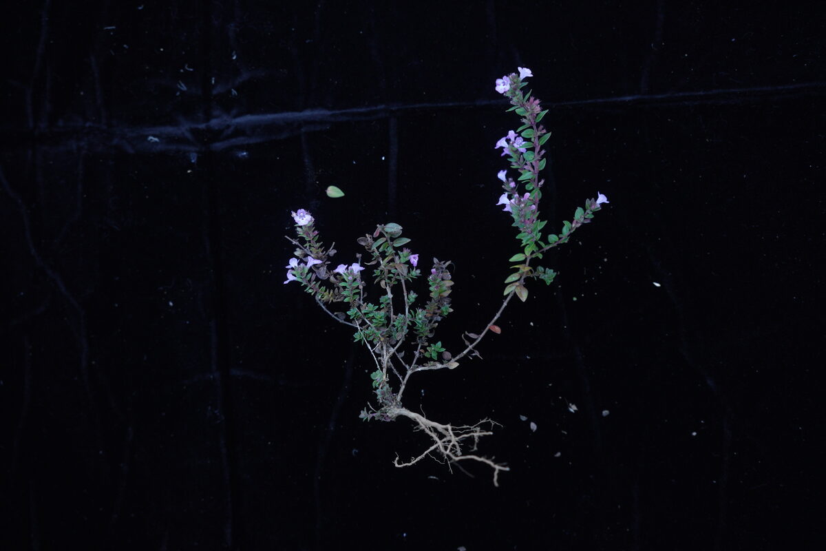 Micromeria biflora - (Buch. (Lemon Scented Thyme) — photo