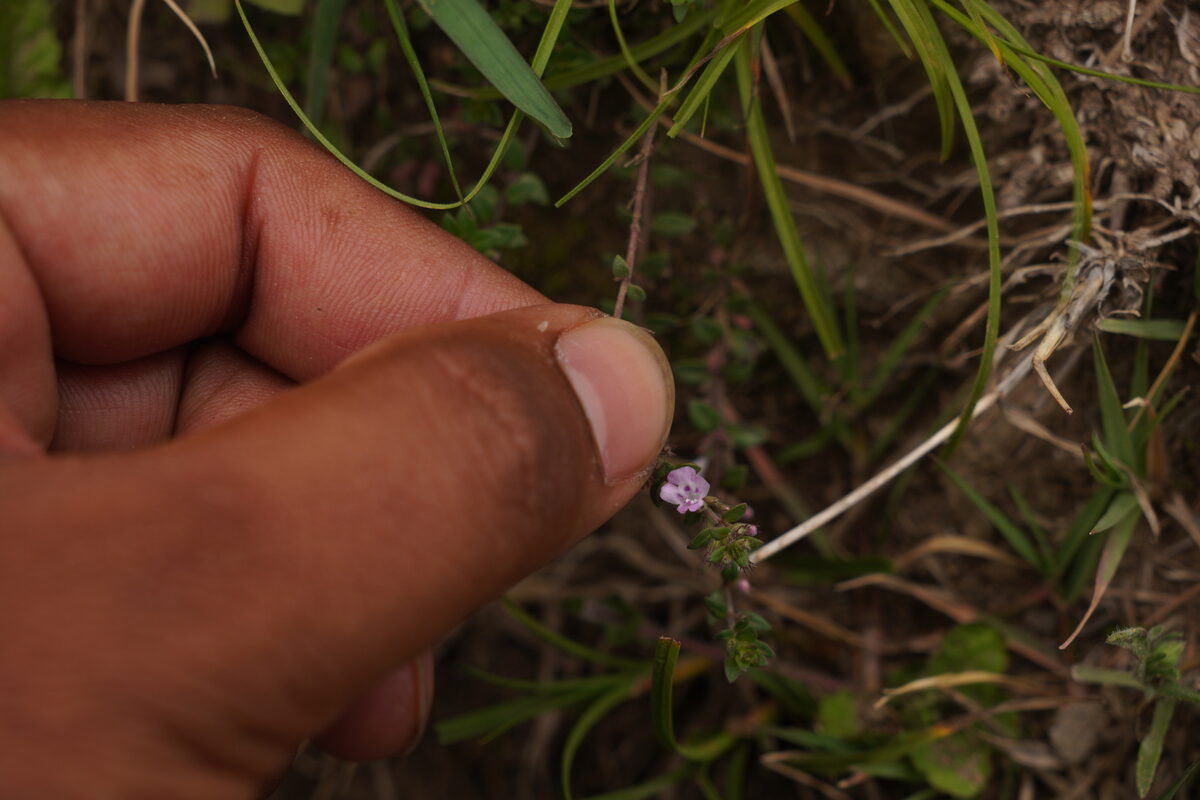 Micromeria biflora - (Buch.