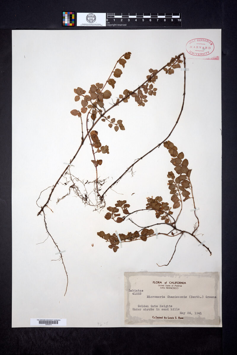 Micromeria chamissonis - (Benth.)Greene. (Yerba Buena) — photo