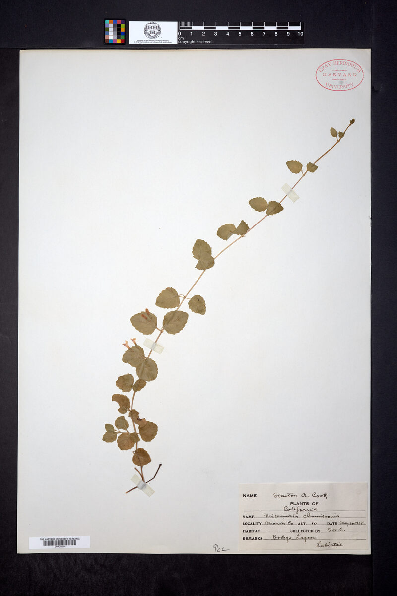 Micromeria chamissonis - (Benth.)Greene. (Yerba Buena) — photo