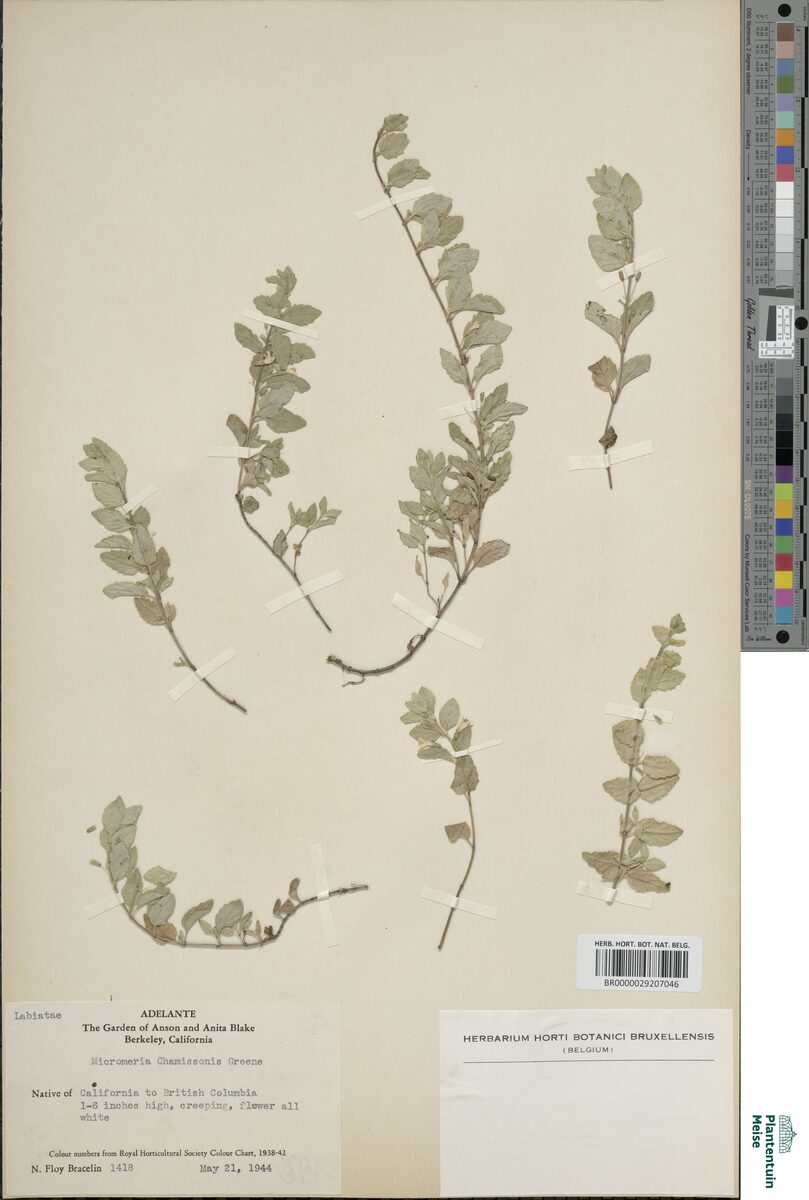 Micromeria chamissonis - (Benth.)Greene.
