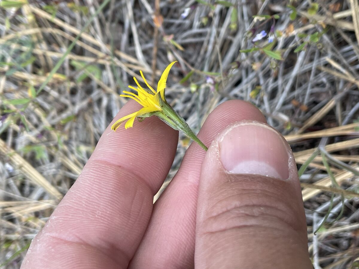 Microseris nutans - (Geyer.)Sch.Bip. (Yam Daisy) — photo