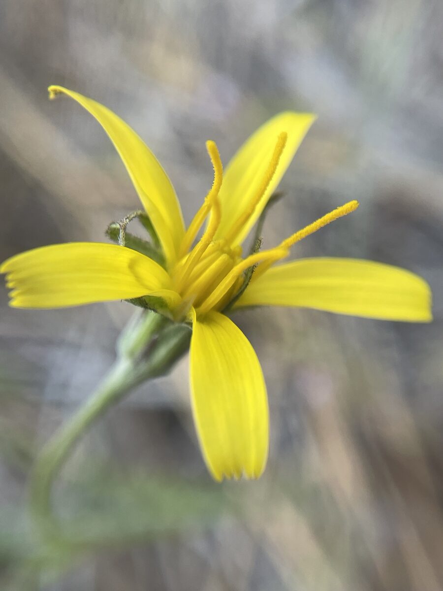 Microseris nutans - (Geyer.)Sch.Bip. (Yam Daisy) — photo