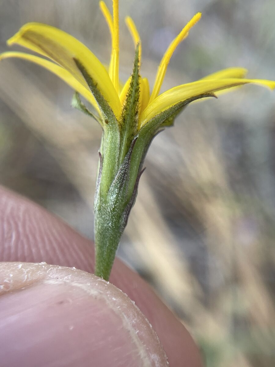 Microseris nutans - (Geyer.)Sch.Bip.