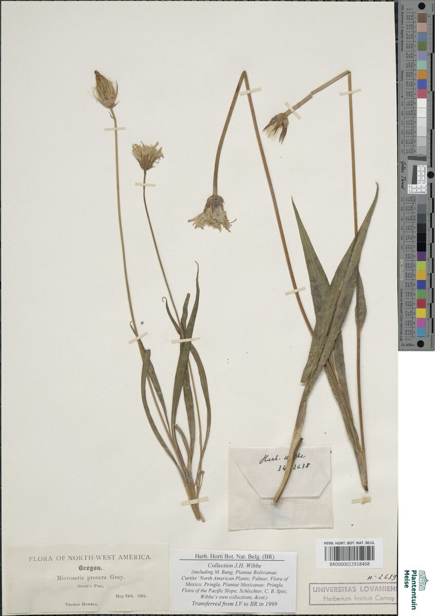 Microseris procera (Yam Daisy) — photo
