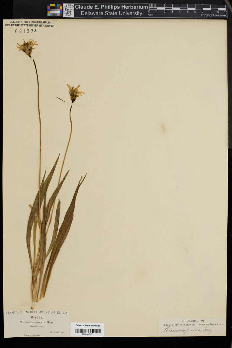 Microseris procera (Yam Daisy) — photo