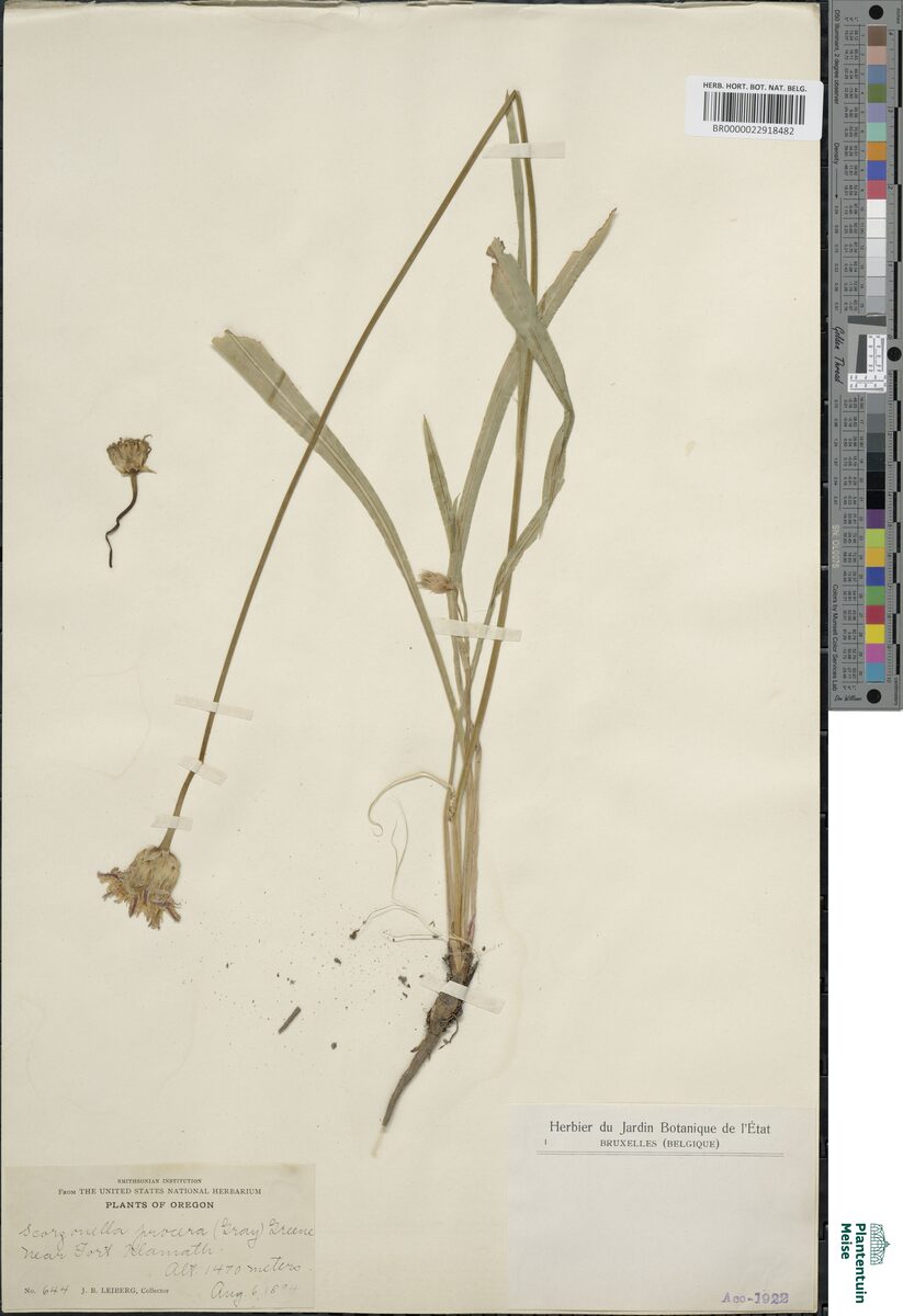 Microseris procera