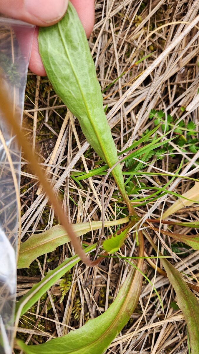 Microseris scapigera - (Sol. ex Cunn.)Sch.Bip. (Yam Daisy) — photo