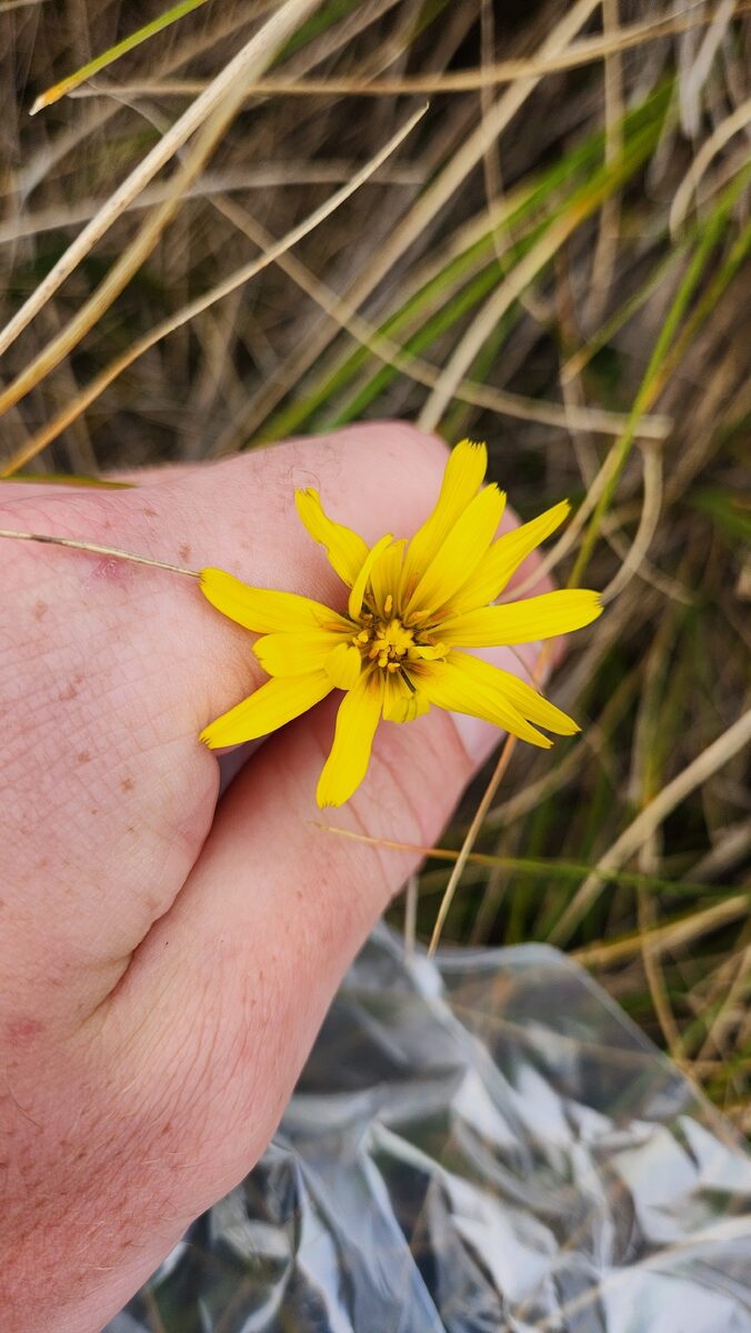 Microseris scapigera - (Sol. ex Cunn.)Sch.Bip. (Yam Daisy) — photo