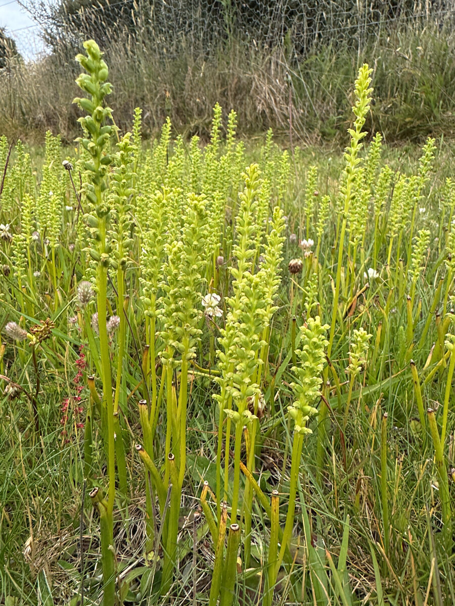 Microtis unifolia - (G.Forst.)Rchb.f. (Onion-Leaf Orchis) — photo