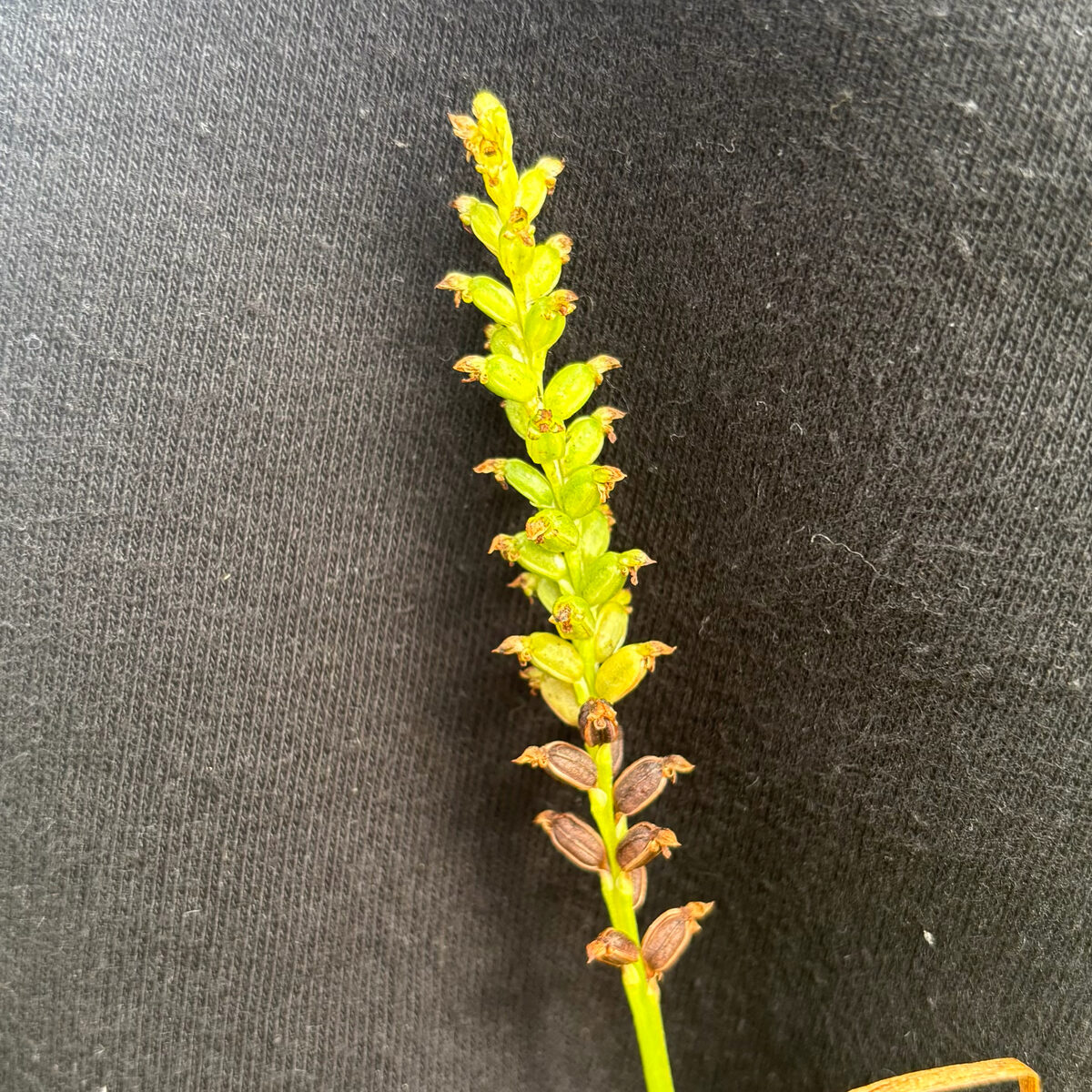 Microtis unifolia - (G.Forst.)Rchb.f. (Onion-Leaf Orchis) — photo