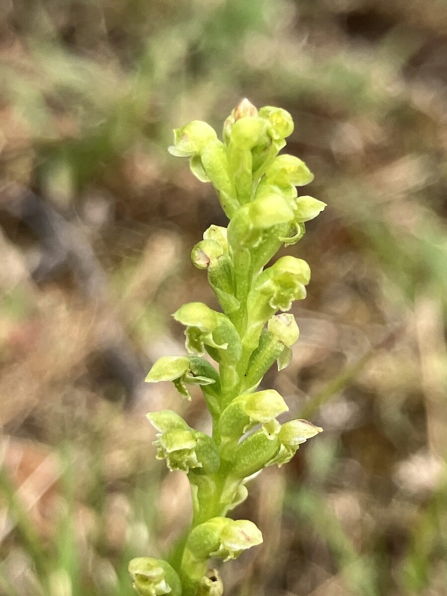 Microtis unifolia - (G.Forst.)Rchb.f.