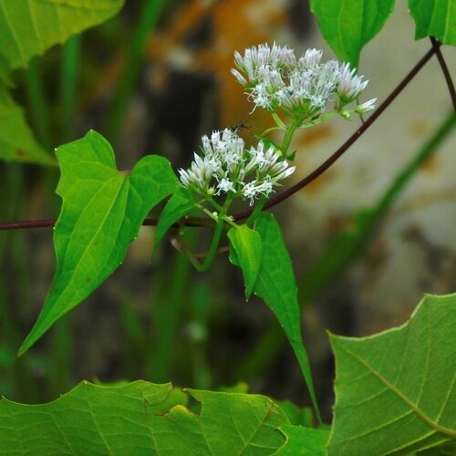 Mikania micrantha (Climbing hempweed) — photo