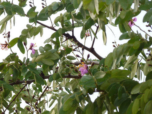 Milicia excelsa (African teak) — photo