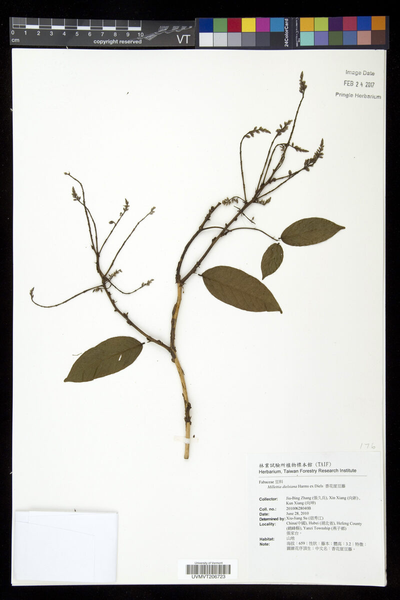 Millettia dielsiana