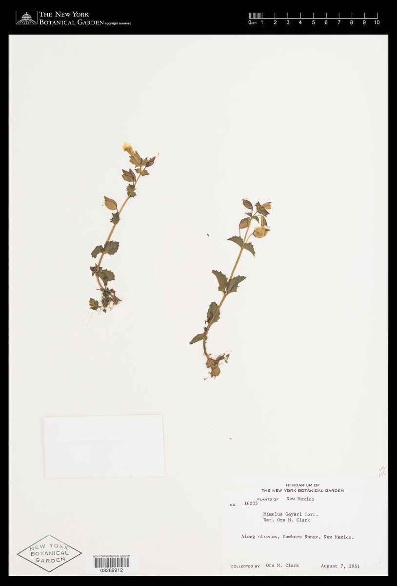 Mimulus geyeri (Monkey Flower) — photo