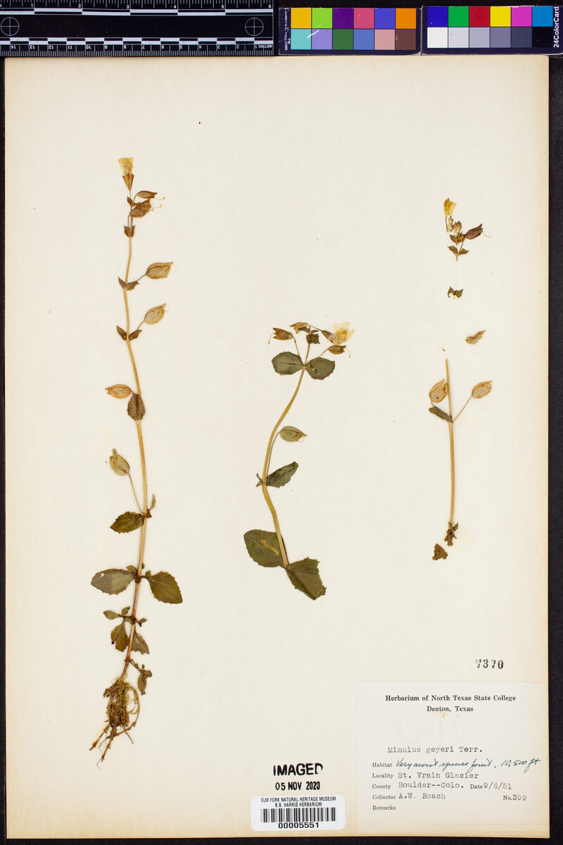 Mimulus geyeri (Monkey Flower) — photo
