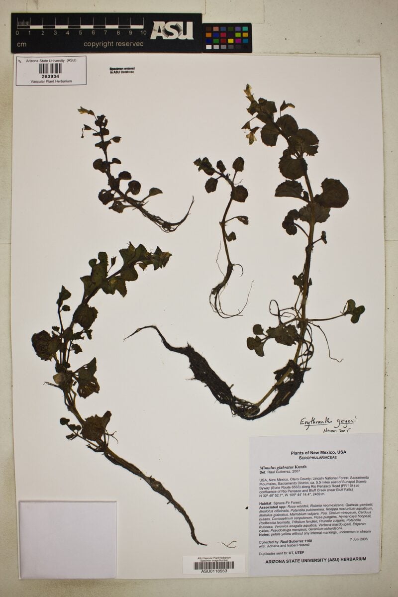 Mimulus geyeri