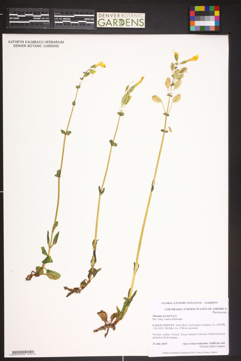 Mimulus lewisii (Great Purple Monkey Flower) — photo