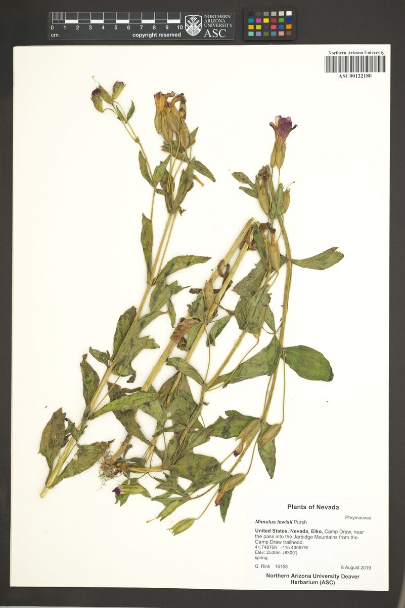 Mimulus lewisii (Great Purple Monkey Flower) — photo