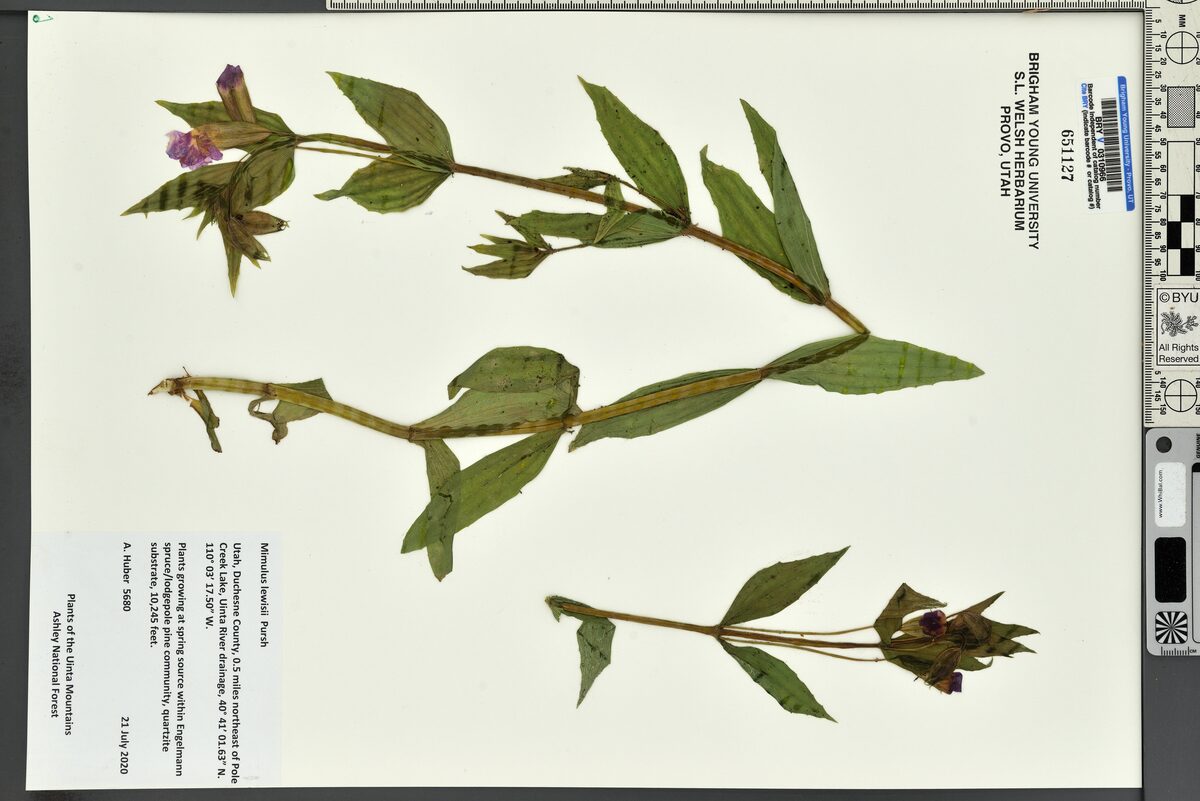 Mimulus lewisii