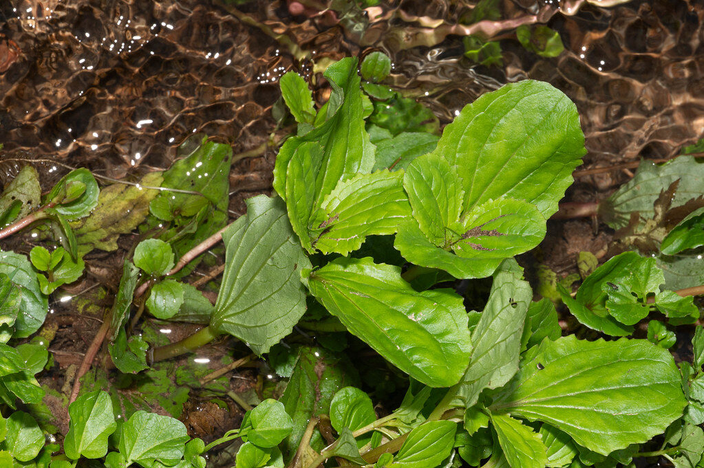 Mimulus luteus (Monkey Musk) — photo