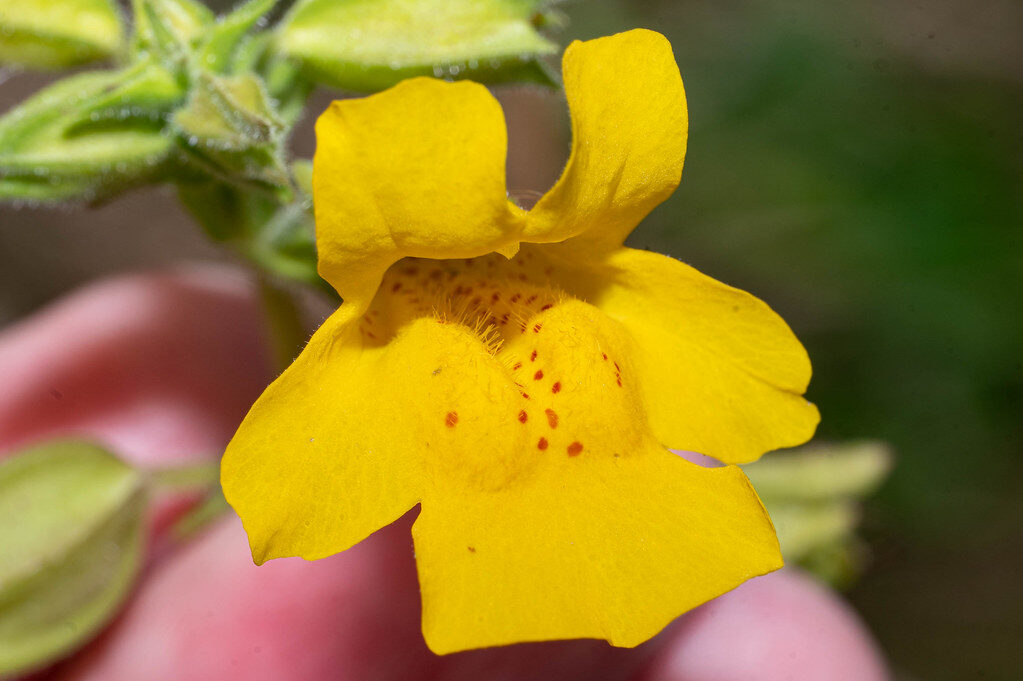 Mimulus luteus (Monkey Musk) — photo