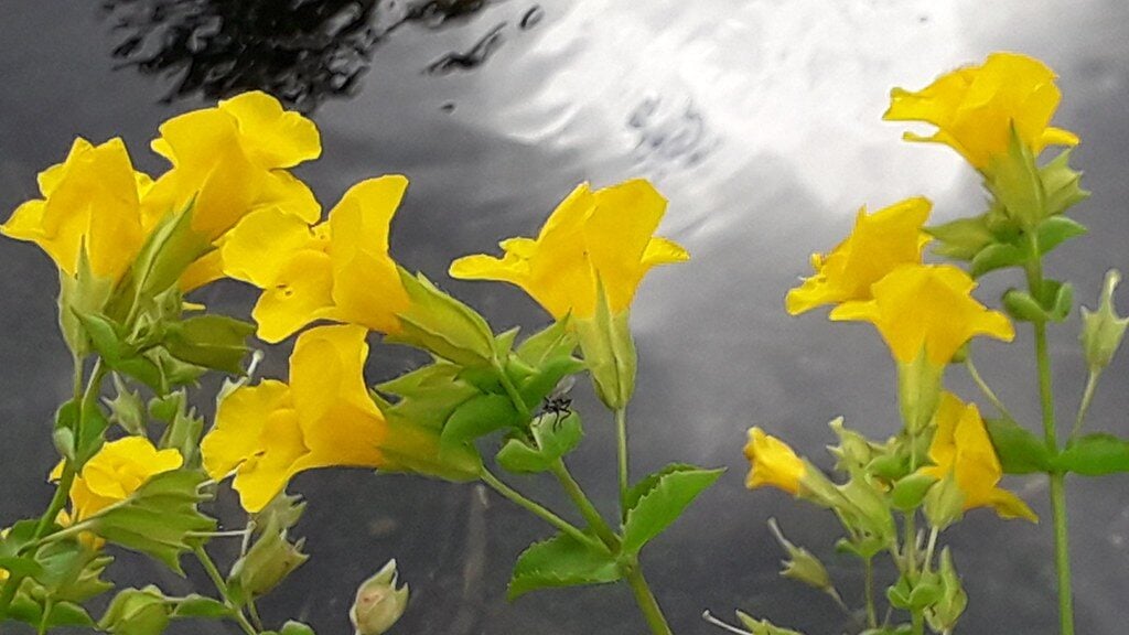 Mimulus luteus