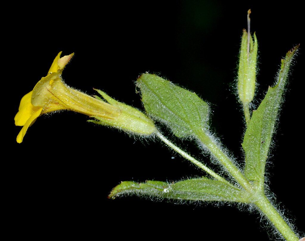 Mimulus moschatus (Musk Monkey Flower) — photo