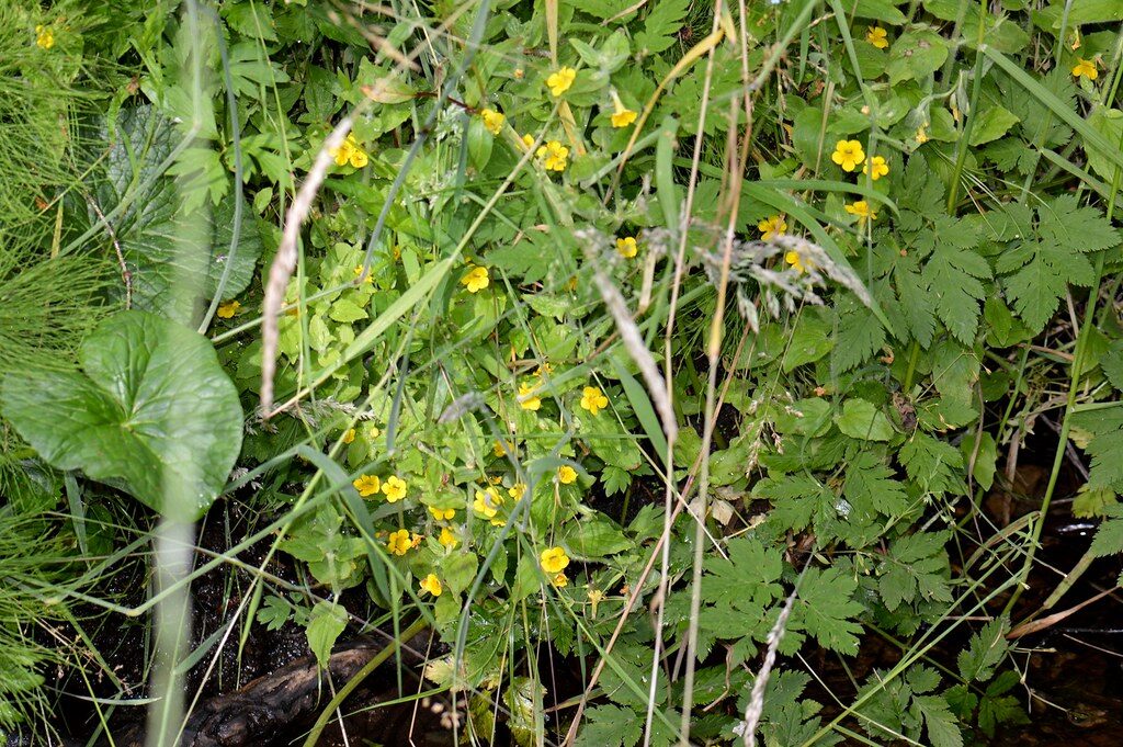 Mimulus moschatus (Musk Monkey Flower) — photo