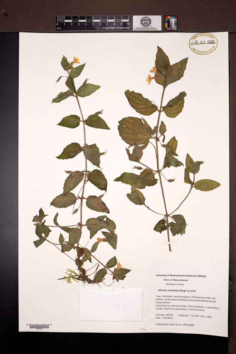 Mimulus moschatus