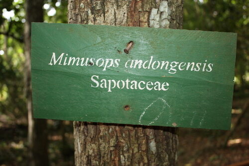 Mimusops andongensis — photo