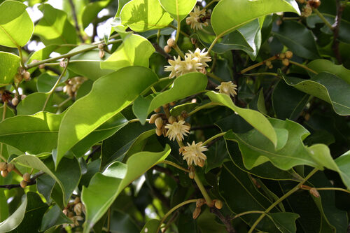 Mimusops elengi (Spanish Cherry) — photo