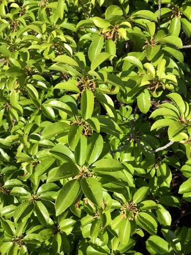 Mimusops elengi (Spanish Cherry) — photo