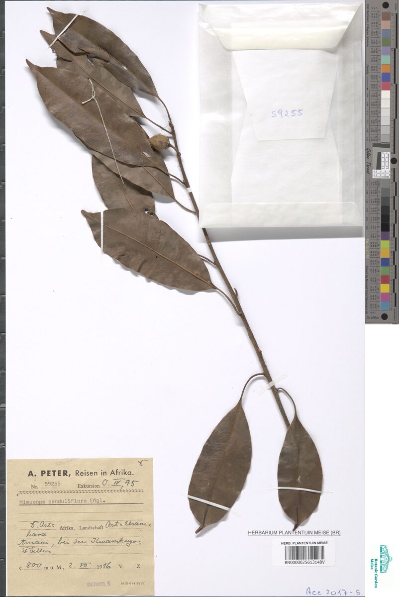 Mimusops penduliflora — photo