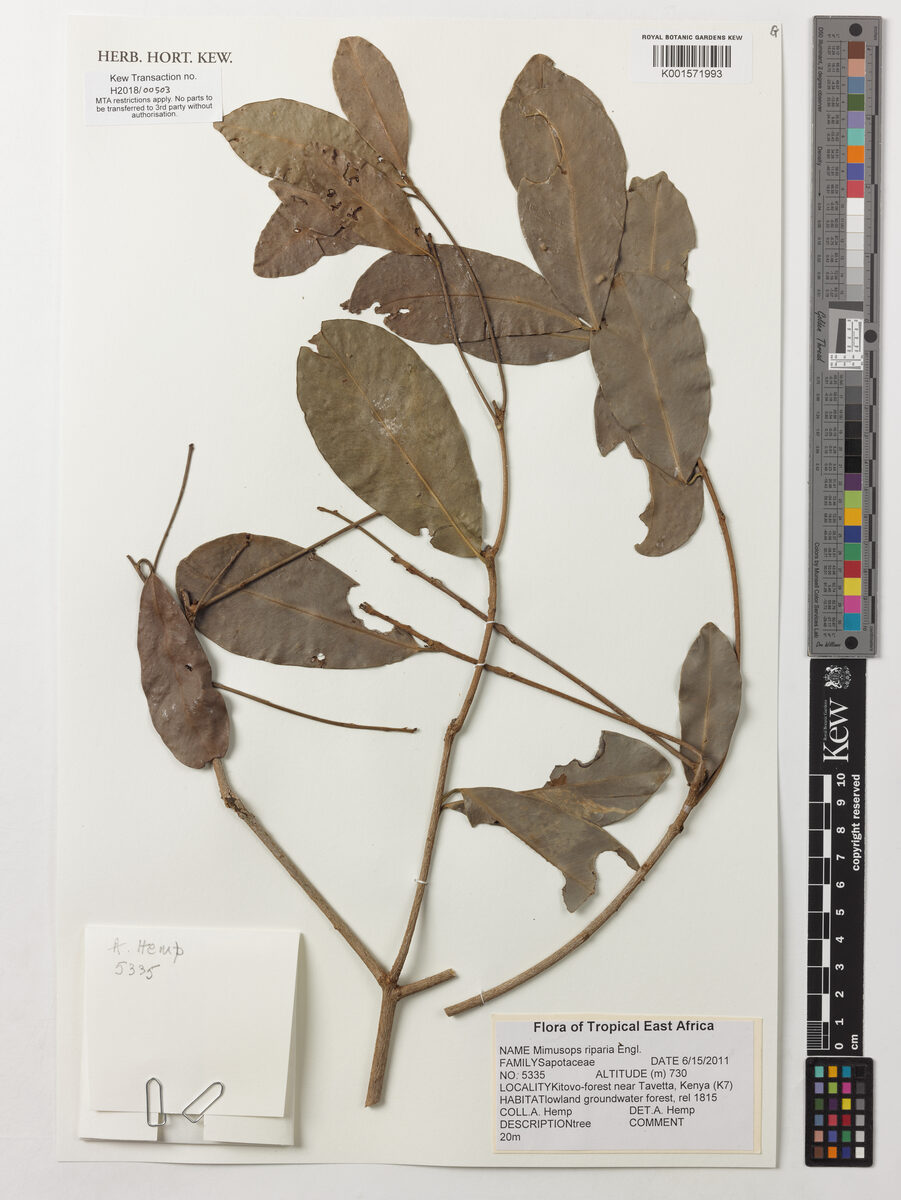 Mimusops riparia (Mgama) — photo