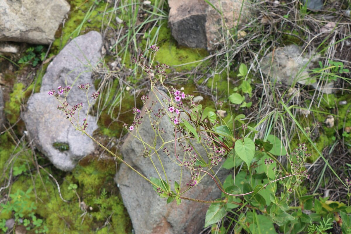Mirabilis expansa - (Ruiz.&Pav.)Standl. (Mauka) — photo