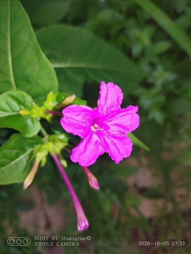 Mirabilis jalapa (Marvel Of Peru) — photo