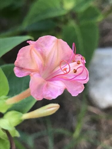 Mirabilis jalapa (Marvel Of Peru) — photo