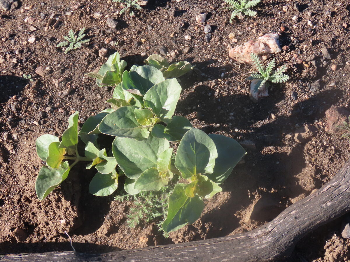 Mirabilis multiflora - (Torr.)A.Gray. (Four O'clock Plant) — photo