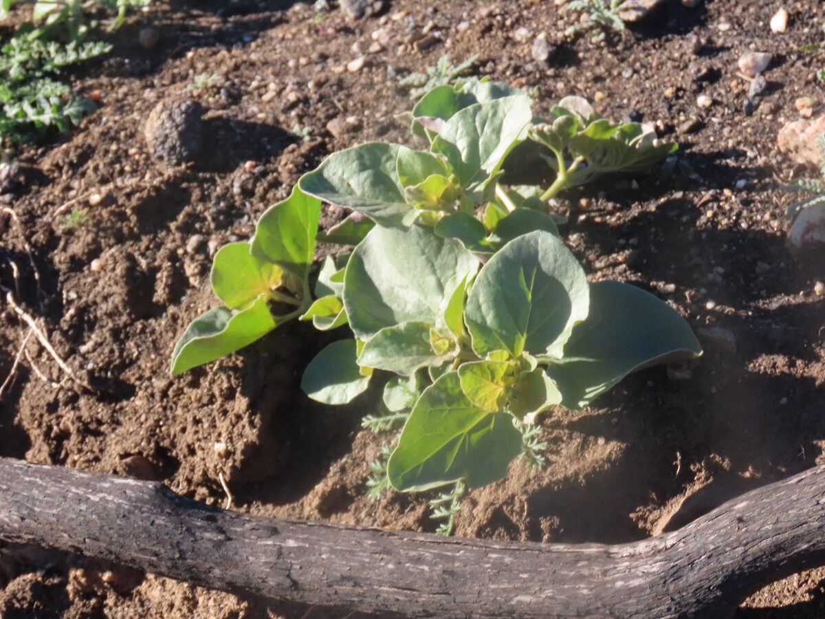 Mirabilis multiflora - (Torr.)A.Gray. (Four O'clock Plant) — photo