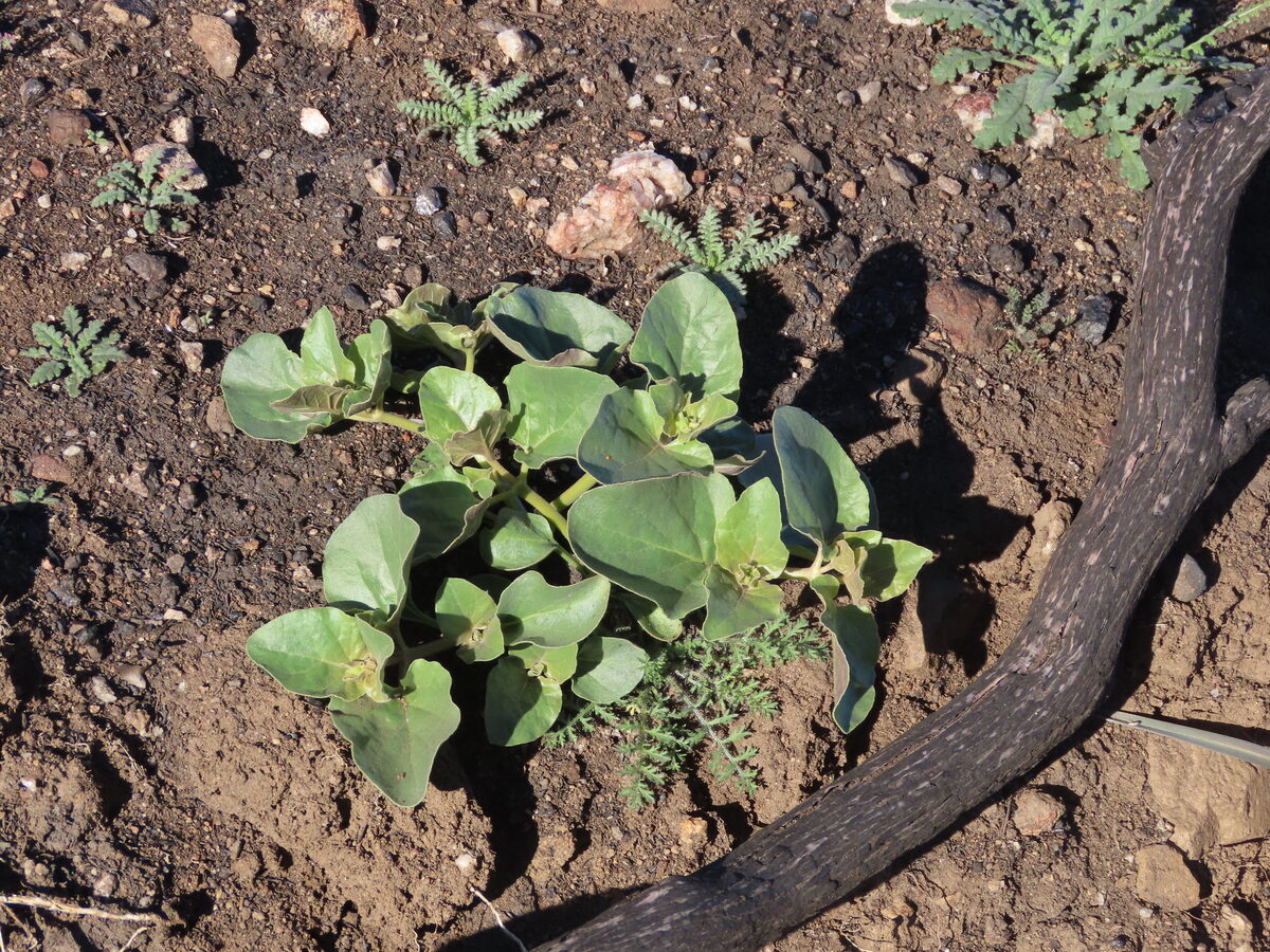 Mirabilis multiflora - (Torr.)A.Gray.