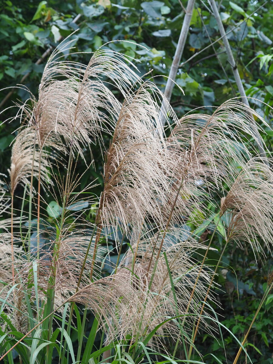 Miscanthus floridulus - (Labill.)Warb. (Pacific Island silvergrass) — photo